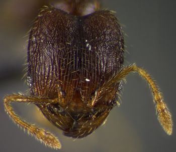 Media type: image;   Entomology 34387 Aspect: head frontal view